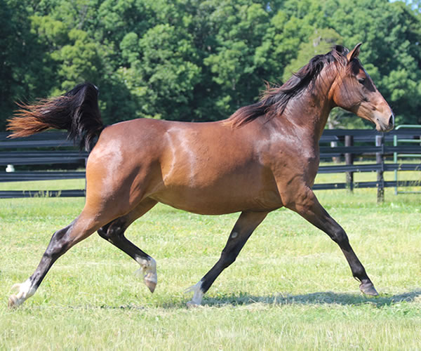 Fifty Shades of Bay, 2013 filly (Dahess x Donnatellaa), bred by Cre Run