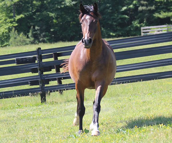 Fifty Shades of Bay, 2013 filly (Dahess x Donnatellaa), bred by Cre Run