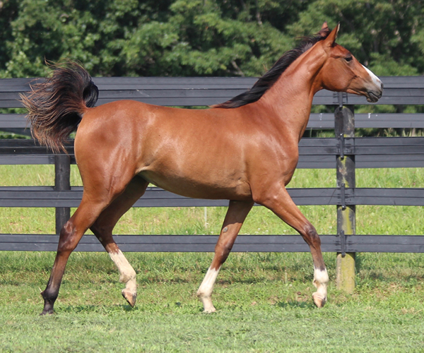 Treasure Thess, bred by CreRun, filly by Dahess x Treasure Trovee