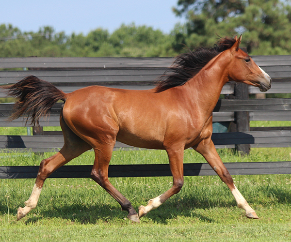 Treasure Thess, bred by CreRun, filly by Dahess x Treasure Trovee
