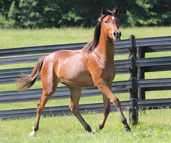 Royally Bred, 2014 filly (Thoroughbred x Royal Atheena) bred by Cre Run Farm